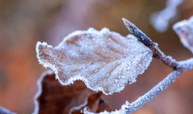 Первые заморозки в Центральной России наступят уже в предстоящие выходные дни