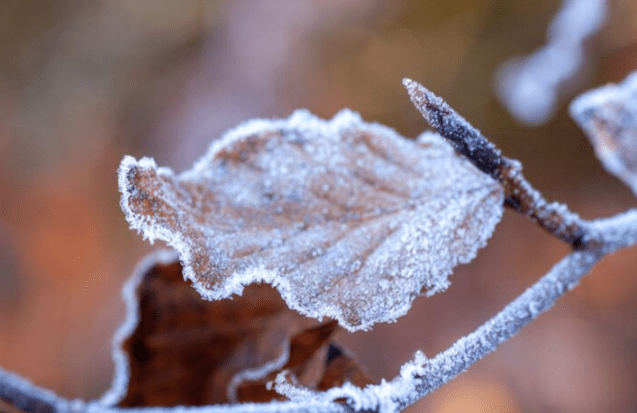 Первые заморозки в Центральной России наступят уже в предстоящие выходные дни