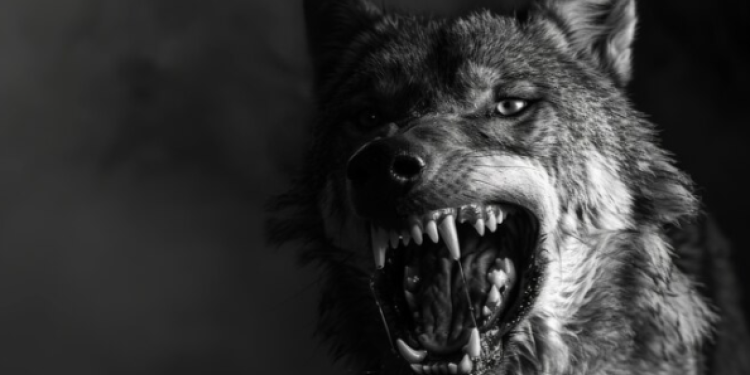 Искусанную собакой 4-летнюю девочку спасли врачи рязанской ОДКБ