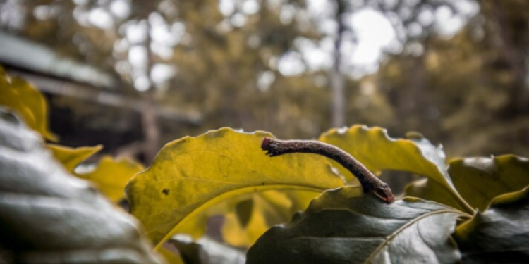Метеоролог Шувалов: снижение температуры воздуха в Центральной России начнется с 19 сентября
