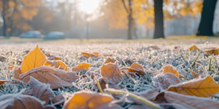 Вильфанд: первые заморозки наступят в Центральной России в ночь на 23 сентября