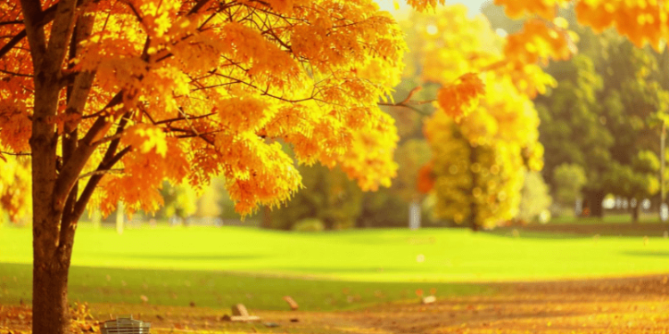 В пятницу в Рязанской области ожидается до +23 градусов