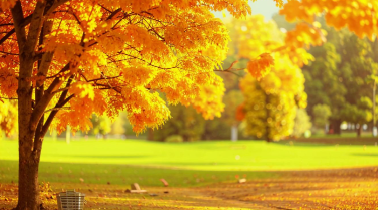 В пятницу в Рязанской области ожидается до +23 градусов