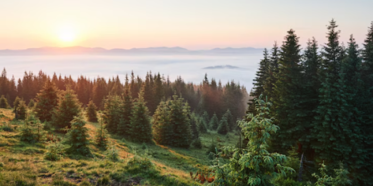 Жителей Рязанского региона просят осторожнее обращаться в лесу с огнем