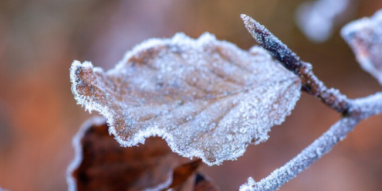В ночь на 23 сентября в Рязанской области ожидается до -4 градусов