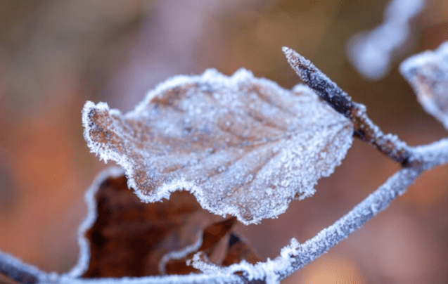 В ночь на 23 сентября в Рязанской области ожидается до -4 градусов