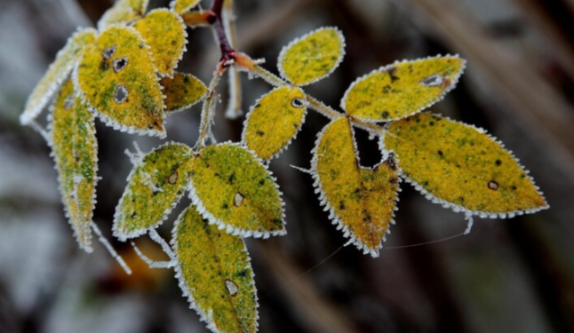 Метеоролог Роман Вильфанд предупредил рязанцев о заморозках