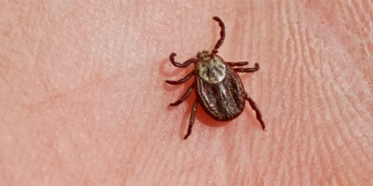 За минувшую неделю 31 рязанец пострадал от укусов клещей