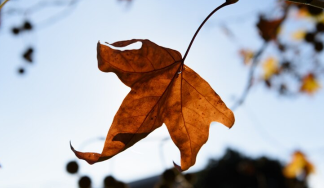 МЧС: в Рязанской области ожидается усиление ветра до 18 метров в секунду МЧС: в Рязанской области ожидается усиление ветра до 18 метров в секунду