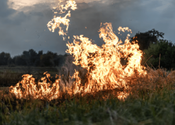 За сутки площадь лесных пожаров в Рязанской области составила более 472 гектаров