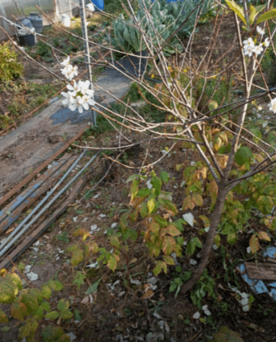 В Рязанском регионе зацвели яблони и груши