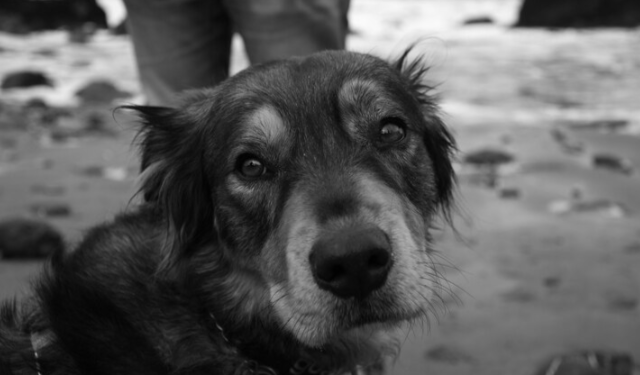 В Рязанском районе пьяные охотники в упор застрелили деревенскую собаку