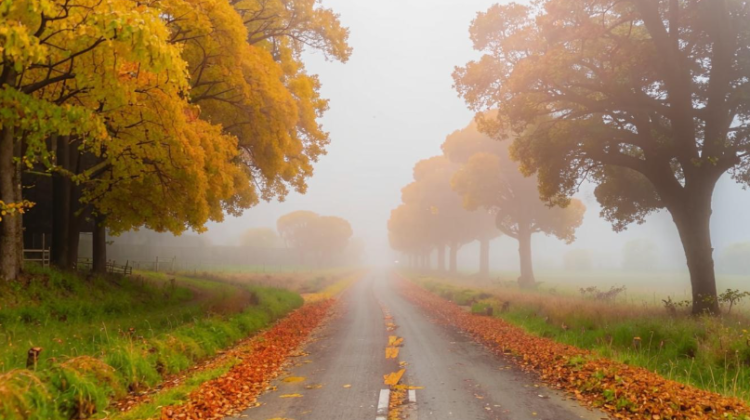 Рязанцев предупредили о дневном тумане с видимостью до 700 метров 5 октября