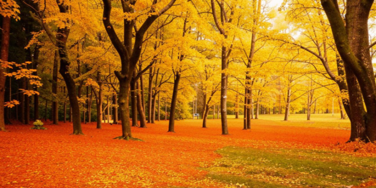 Тишковец: интенсивный листопад в Центральной России начнется в последней декаде октября