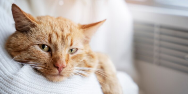 Мэрия объявила о начале отопительного сезона в Рязани с 8 октября