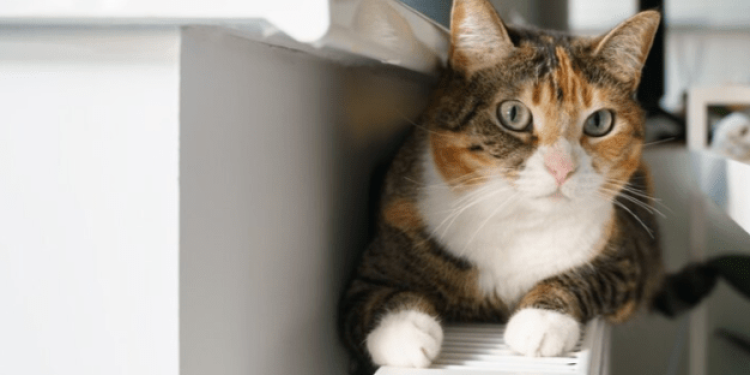 Тарасюк ответит на вопросы рязанцев относительно отопления в прямом эфире 10 октября