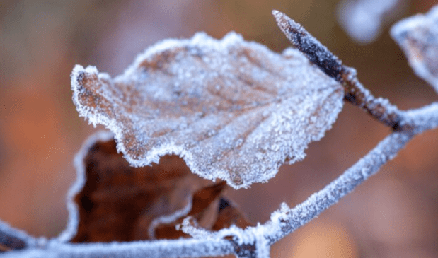 Гидрометцентр предупредил рязанцев о резком похолодании в ночь на 13 октября