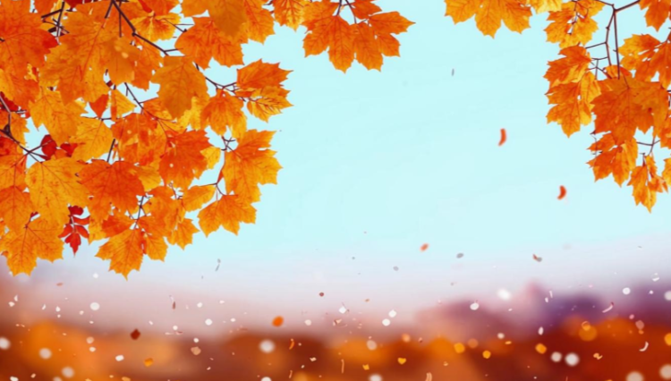 Метеоролог Шувалов: в ночь на 14 октября в Центральной России ожидается снег