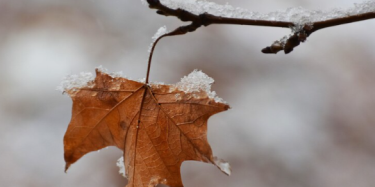 Синоптик Тишковец: 14 октября в Центральной России ожидается первый снег
