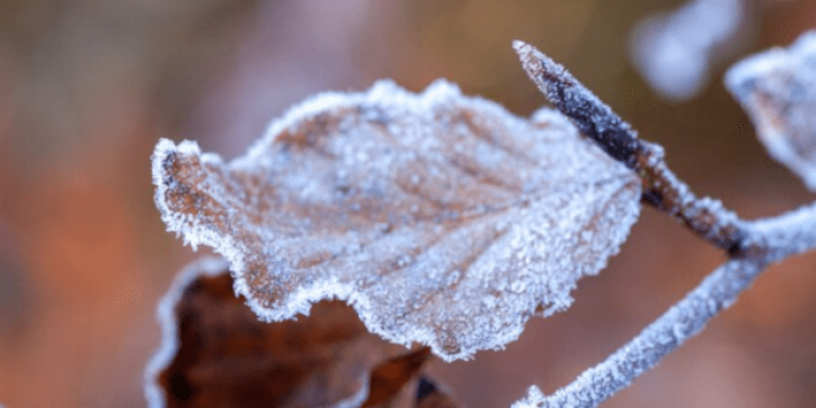В ночь на вторник в Рязанской области ожидается ледяной дождь и до -1 градуса В ночь на вторник в Рязанской области ожидается ледяной дождь и до -1 градуса