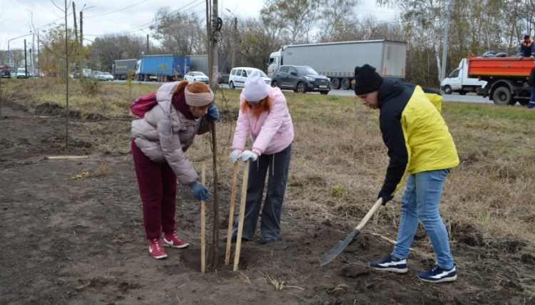 В рязанском Дягилеве высадили 20 саженцев лип