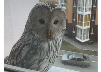 В Рыбном рязанка засняла сову, усевшуюся на окно многоэтажки