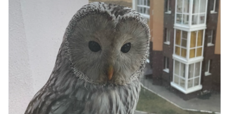 В Рыбном рязанка засняла сову, усевшуюся на окно многоэтажки В Рыбном рязанка засняла сову, усевшуюся на окно многоэтажки