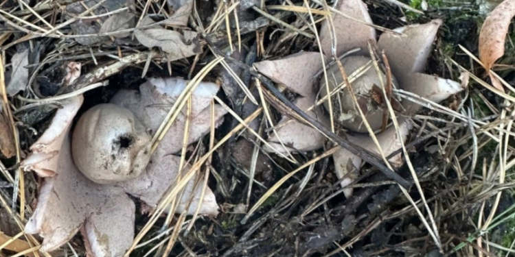 Рязанцы нашли в лесу редкий вид грибов — звездовик сводчатый