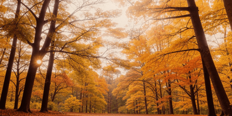 Позднякова: ноябрь в Центральной России будет теплее климатической нормы