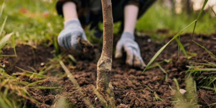 Рязанцев приглашают на посадку семейного дерева 26 октября