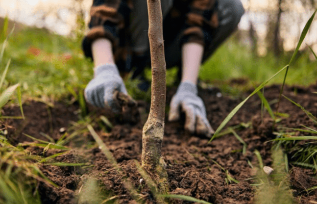 Рязанцев приглашают на посадку семейного дерева 26 октября