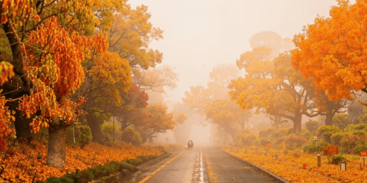 Во вторник в Рязанской области ожидается небольшой дождь и до +11 градусов