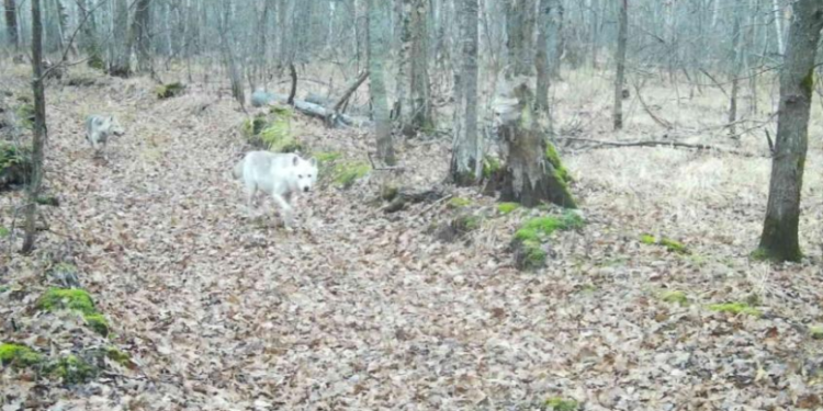 В рязанском Окском заповеднике в фотоловушку попал белый волк