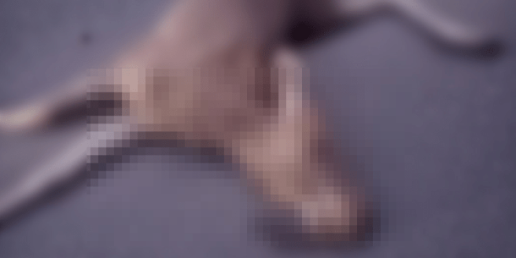 В Касимовском районе насмерть сбили лося