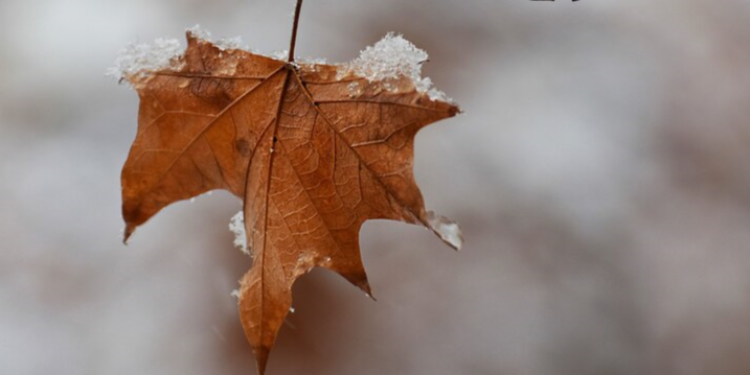 Синоптик Степанов: в первых числах ноября в Рязанской области выпадет снег