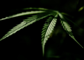 В Рязанской области уничтожили 4 очага дикорастущей конопли