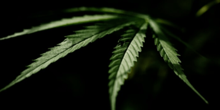 В Рязанской области уничтожили 4 очага дикорастущей конопли В Рязанской области уничтожили 4 очага дикорастущей конопли