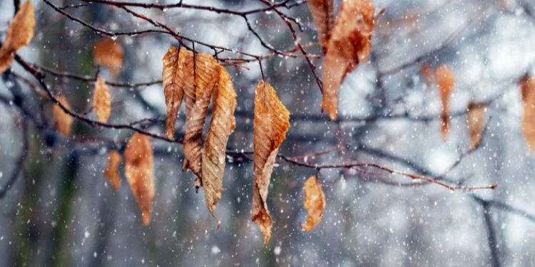 В ночь на 1 ноября в Рязанской области похолодает до -3 градусов