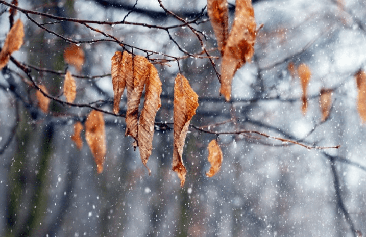 В ночь на 1 ноября в Рязанской области похолодает до -3 градусов