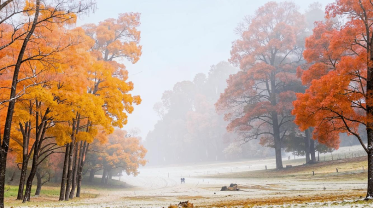 Тишковец: ноябрь в Рязанской области будет теплее нормы, но слякотным и дождливым