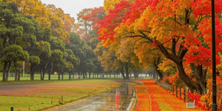 За минувшие сутки в Рязанском регионе выпало почти 12 мм осадков