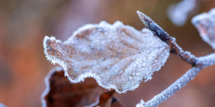 В ночь на 3 ноября в Рязанской области похолодает до -6 градусов