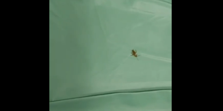 Рязанский кардиодиспансер «атаковали» тараканы