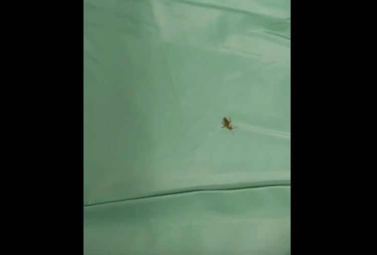 Рязанский кардиодиспансер "атаковали" тараканы