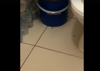 Рязанцы пожаловались на тараканов в ОКБ