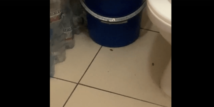 Рязанцы пожаловались на тараканов в ОКБ