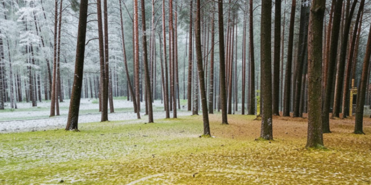Синоптик Леус: ночные заморозки вернутся в Центральную Россию на следующей неделе
