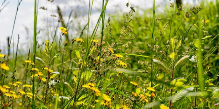 Рязанца оштрафовали на 50 тысяч рублей за заросший сорняками участок