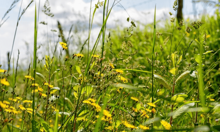 Рязанца оштрафовали на 50 тысяч рублей за заросший сорняками участок