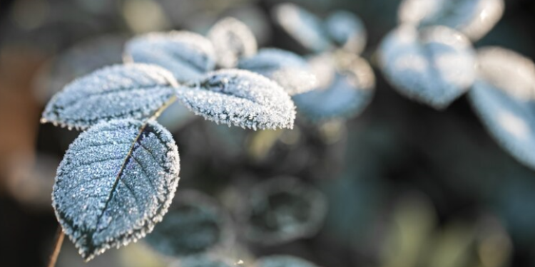 В ночь на 13 ноября в Рязанской области похолодает до -3 градусов